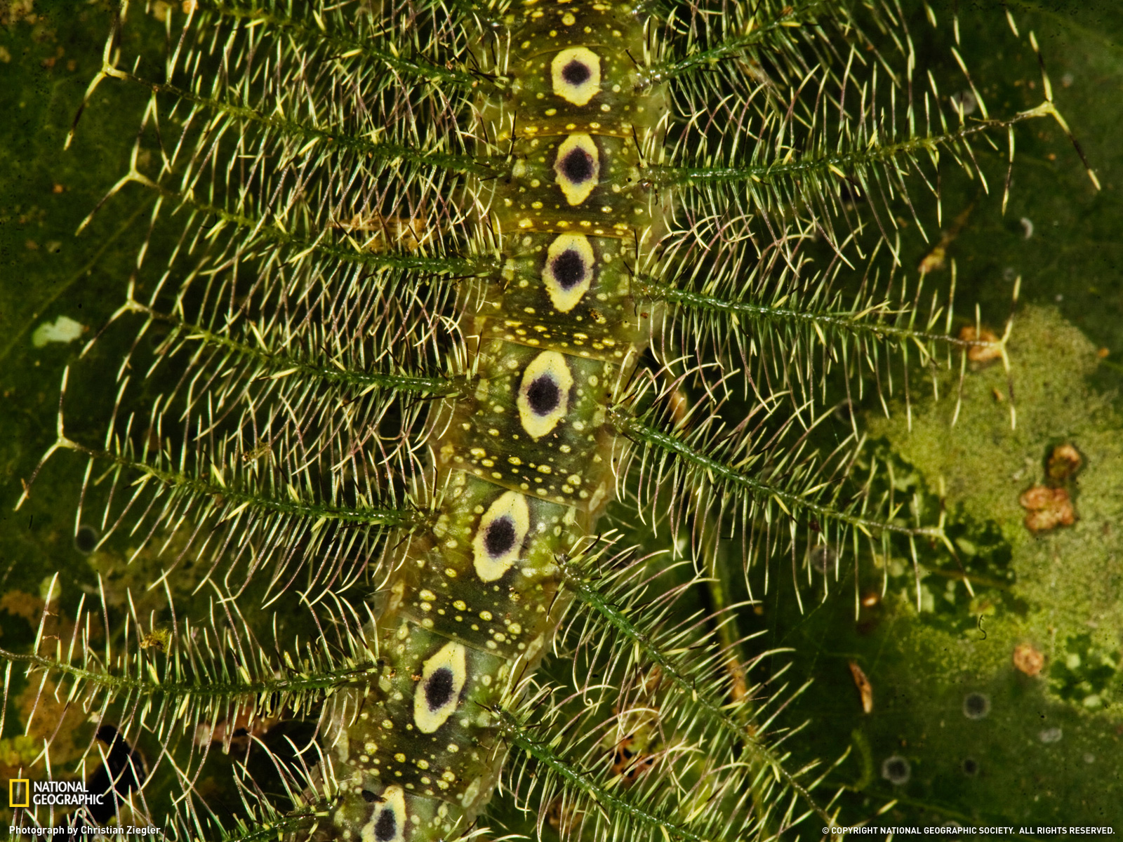 ��������������һֻëë��