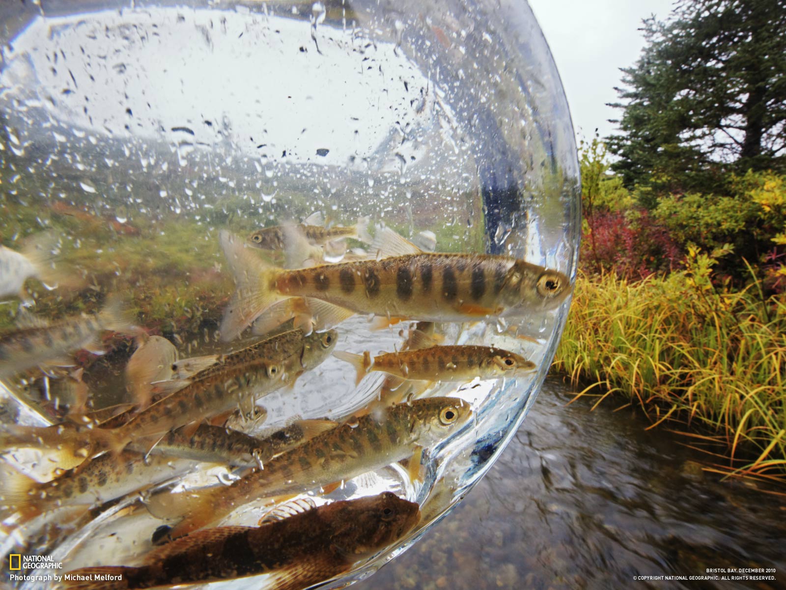 ����˹���������������