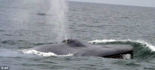 尽管这头鲸鱼因未能获得回应而被称为世界上最孤独的鲸鱼,但科学家未能确认这一点。他们不能确认这只动物是完全孤独的。照片展示了一头蓝鲸。