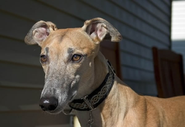 �����о����������ܹ����ɫ���Ӿ����ޣ���������ͨ���ܸ��������ɫ�Ƚ������֡�