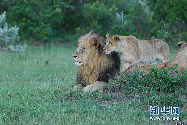 中国游客在非洲野生动物天堂肯尼亚的表现令人汗颜