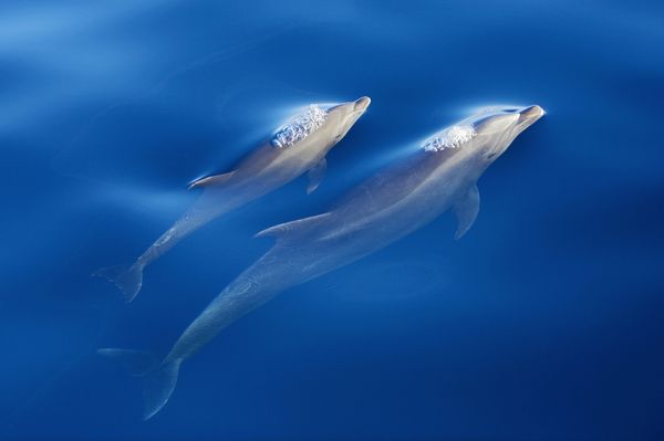 Bottlenose dolphins swim in the Sea of Cortez.