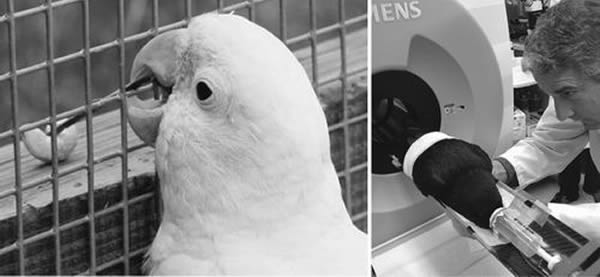 �µ��Բ�ɨ�跽����Ϊ������֪�о��е�����