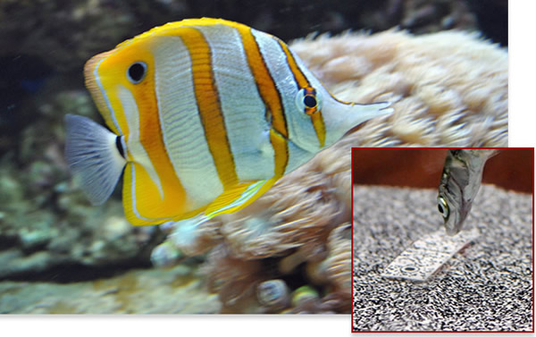 ��һ�ݶ���״�ߵ�λ��Ӱ�첶ʳ���Եı���