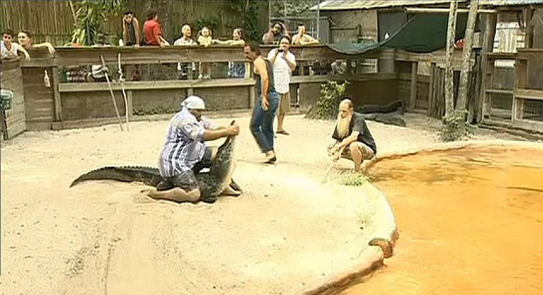 美国佛罗里达州野生动物保护区鳄鱼拖训练员入水