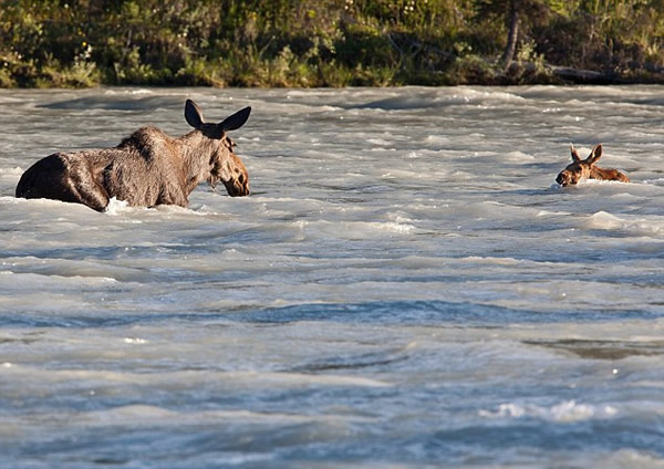 加拿大小驼鹿泅河遇险