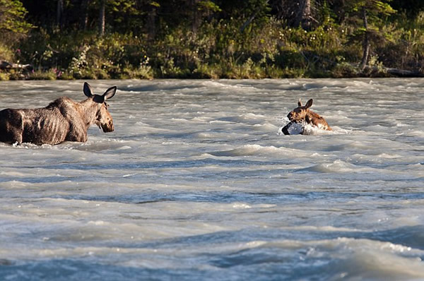 加拿大小驼鹿泅河遇险