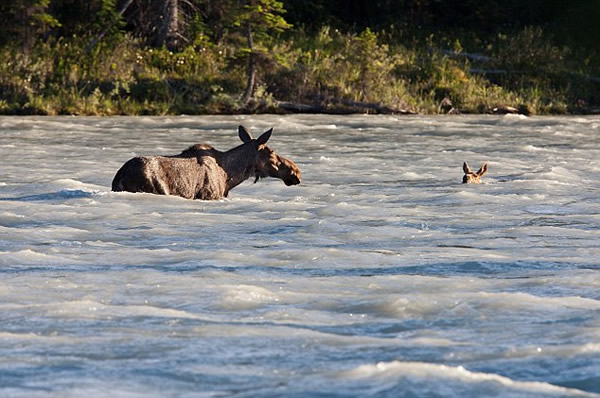 加拿大小驼鹿泅河遇险