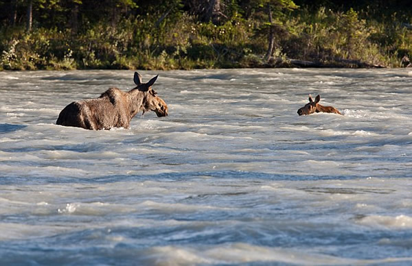 加拿大小驼鹿泅河遇险