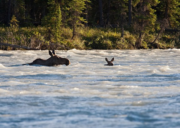 加拿大小驼鹿泅河遇险