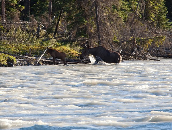 加拿大小驼鹿泅河遇险