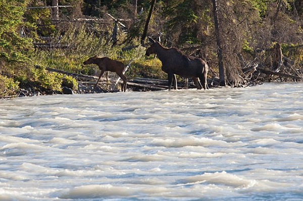 加拿大小驼鹿泅河遇险