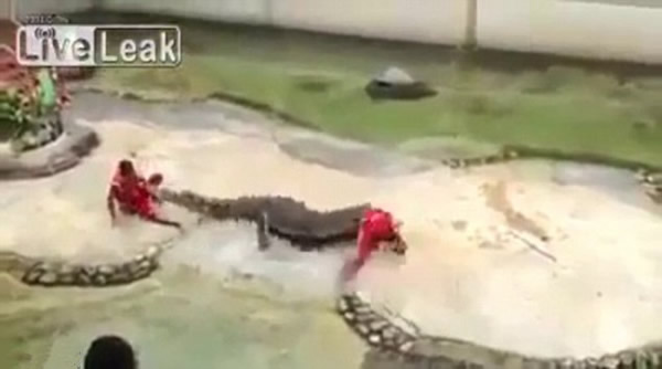 泰国鳄鱼表演失控，鳄鱼忽然合上嘴巴