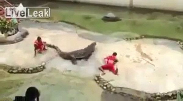 泰国鳄鱼表演失控，鳄鱼忽然合上嘴巴