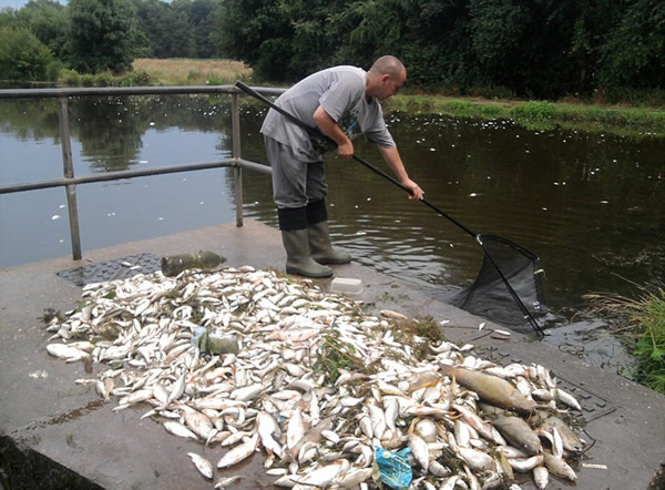 英国极端天气致鱼类大量死亡
