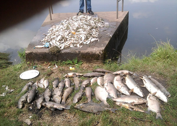 英国极端天气致鱼类大量死亡