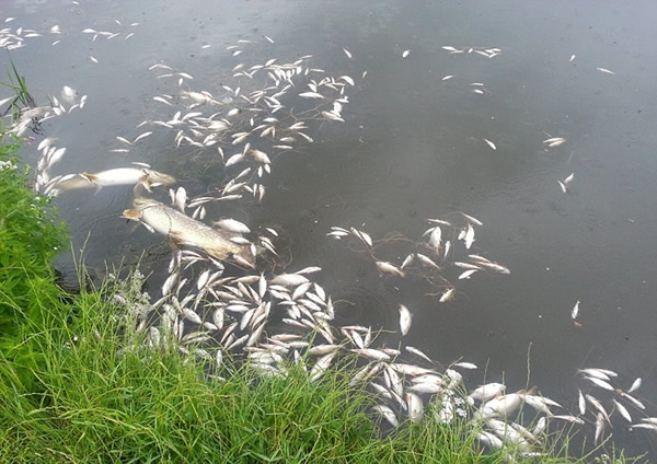 英国极端天气致鱼类大量死亡