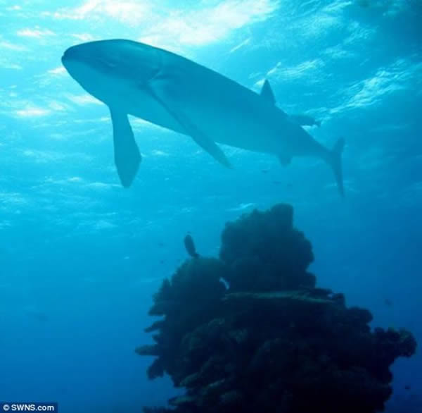 布里斯托尔大学的科学家认为这种多骨鱼在20年时间里的身长便可达到9米左右,38年后,它们的身长可达到16.5米,超过鲸鲨。1886年,著名古生物学家阿尔弗雷德-