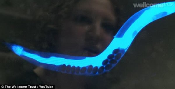 ΢º׹۲쵽ɫӫ⴩࣬Ȼӽ