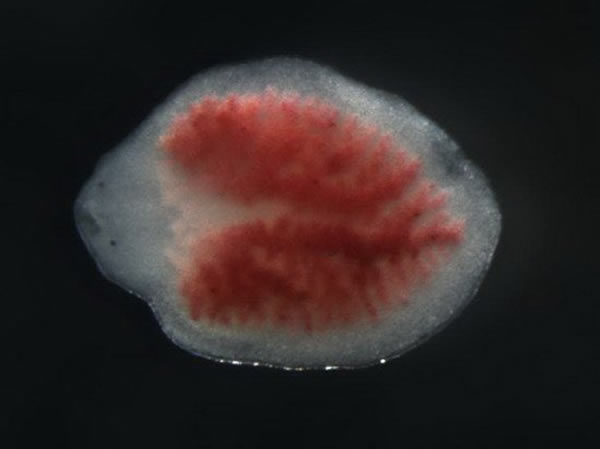 扁形虫切下的尾部碎片可生长形成具有头部和眼睛的完整有机体