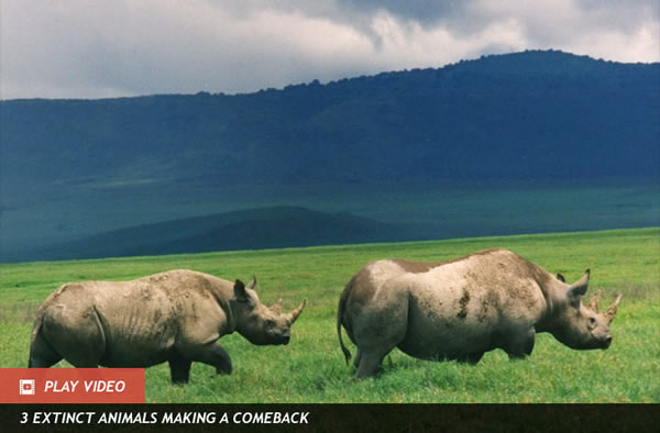 Elephants Out-compete Rhinos at Salad Bar