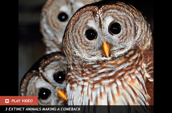 Barred Owls to be Seduced and Shot