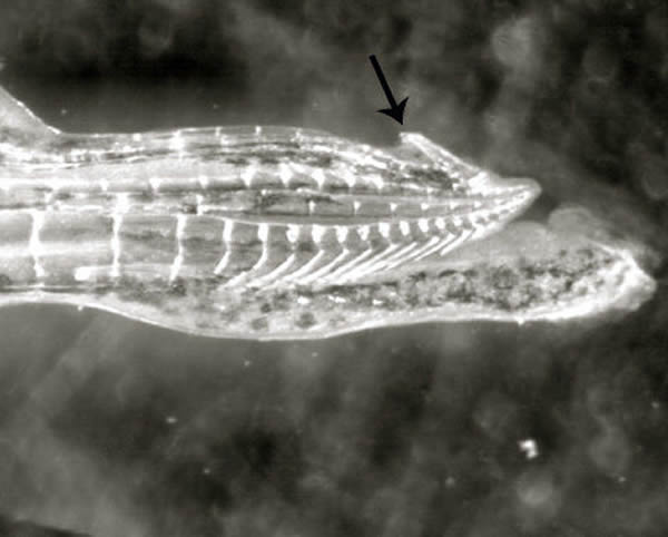 雄性古比鱼利用生殖器末端爪子强迫雌性交配