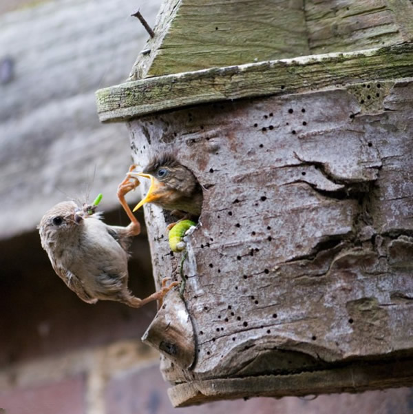 英国多塞特郡鹪鹩妈妈喂食饥饿幼鸟