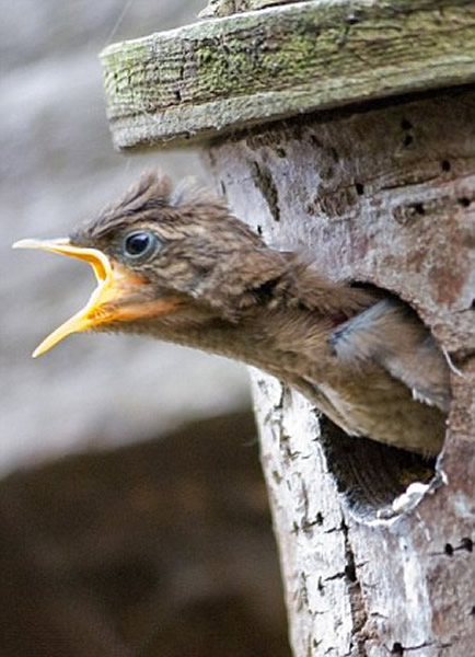 英国多塞特郡鹪鹩妈妈喂食饥饿幼鸟