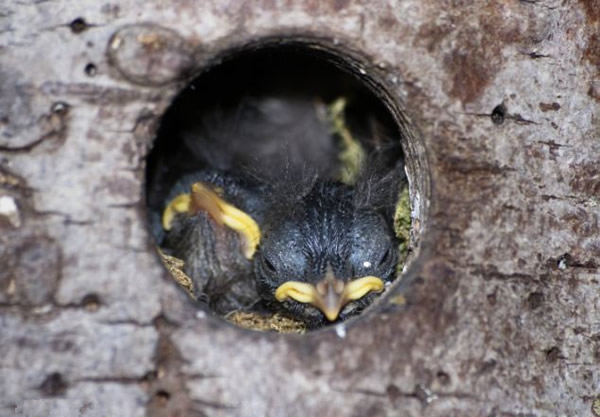 英国多塞特郡鹪鹩妈妈喂食饥饿幼鸟
