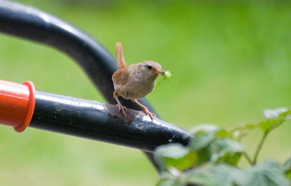 英国多塞特郡鹪鹩妈妈喂食饥饿幼鸟