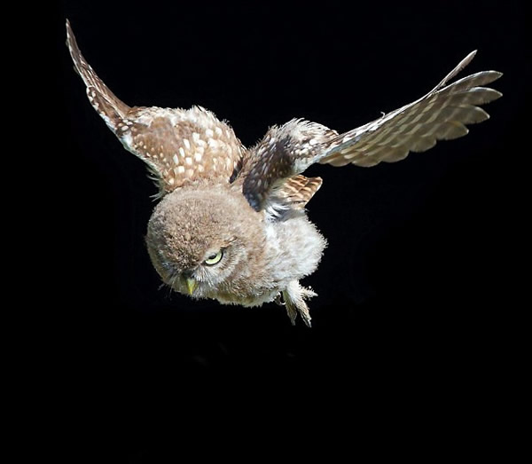 Ӣ��Ĭ�����¿�һֻ����èͷӥ����һ�η��볲Ѩ