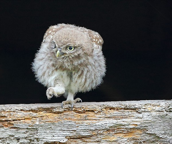 Ӣ��Ĭ�����¿�һֻ����èͷӥ����һ�η��볲Ѩ