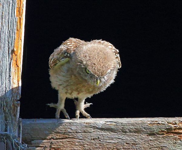 Ӣ��Ĭ�����¿�һֻ����èͷӥ����һ�η��볲Ѩ