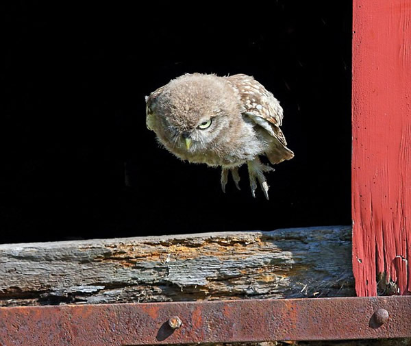 Ӣ��Ĭ�����¿�һֻ����èͷӥ����һ�η��볲Ѩ