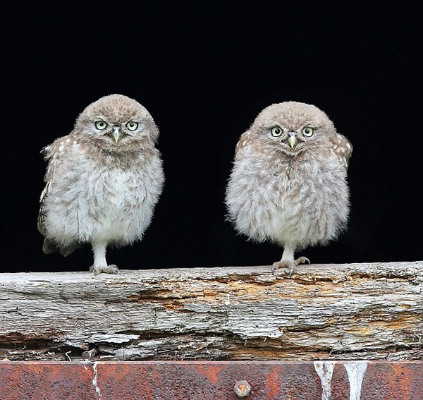 Ӣ��Ĭ�����¿�һֻ����èͷӥ����һ�η��볲Ѩ