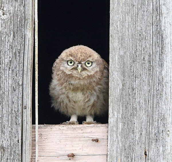 Ӣ��Ĭ�����¿�һֻ����èͷӥ����һ�η��볲Ѩ