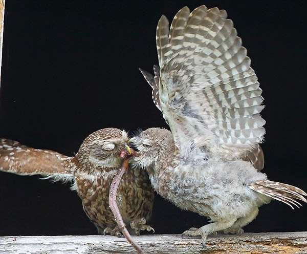 Ӣ��Ĭ�����¿�һֻ����èͷӥ����һ�η��볲Ѩ