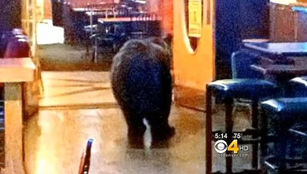 ����һֻ���ܹ�˾ưɣ����˽Ӵ������뿪