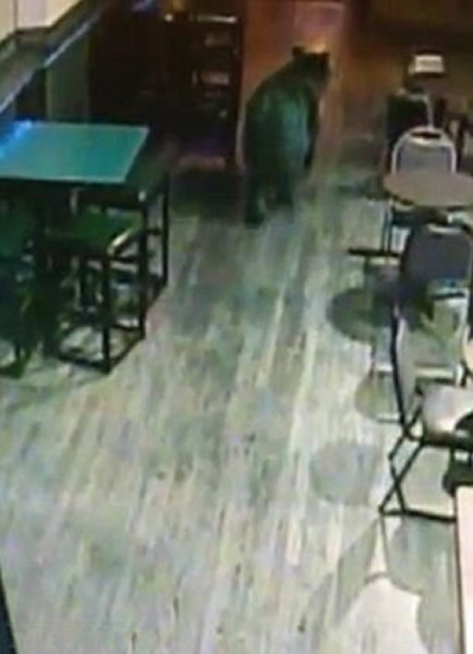 ����һֻ���ܹ�˾ưɣ����˽Ӵ������뿪