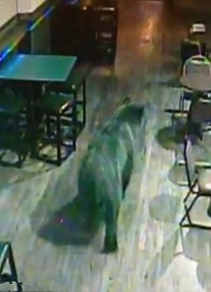 ����һֻ���ܹ�˾ưɣ����˽Ӵ������뿪