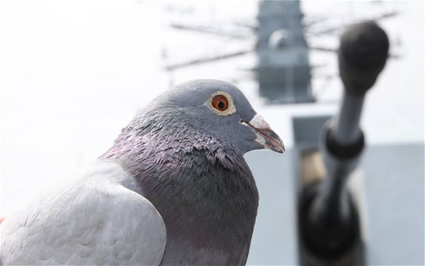 法国迷途赛鸽在大西洋上被英国海军救起