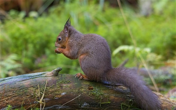 Ӣ����������ԭ����һȺ����