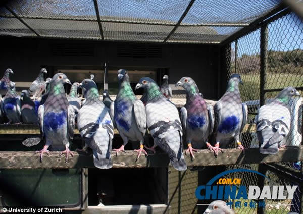 鸽子大脑中有一幅空间地图指导飞行