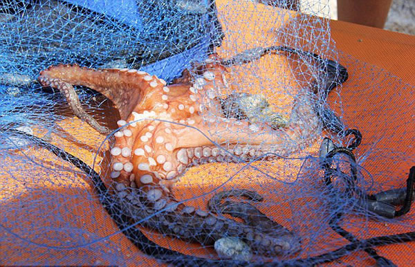 美国游客在希腊抓到罕见的六足章鱼 - 神秘的地