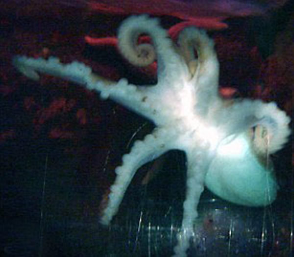 �����ο���ϣ��ץ����������������