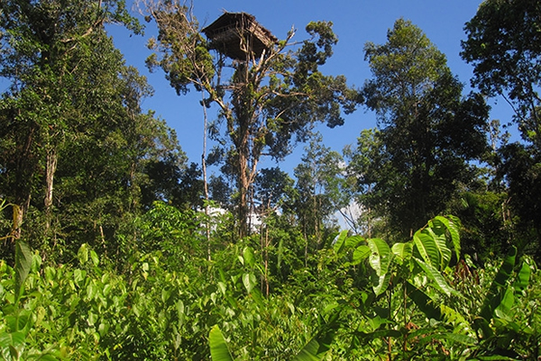 部落用树皮和棕榈树叶在6到30米高的树上建造房屋,以此来避免洪水以及各种动物的侵扰。同时还可避免敌对的相邻部落入侵。