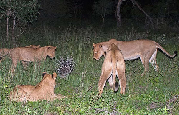 南非一群狮子意欲捕猎一头豪猪