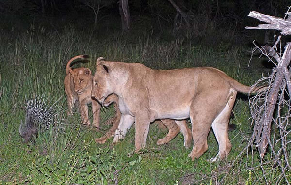 南非一群狮子意欲捕猎一头豪猪
