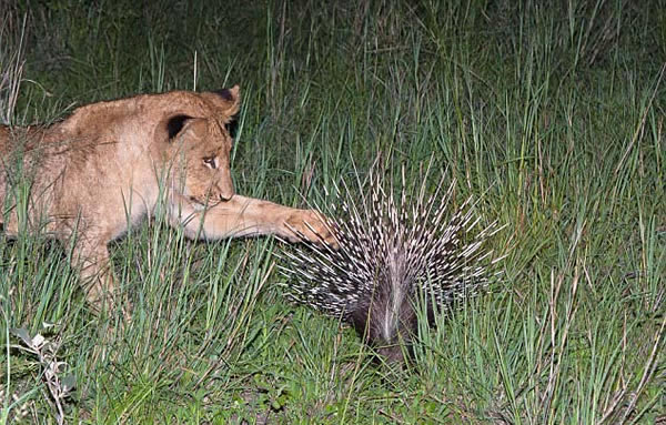 南非一群狮子意欲捕猎一头豪猪